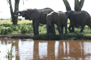 Elephants Elephants