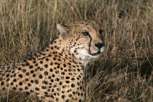 Cheetah Cheetah
